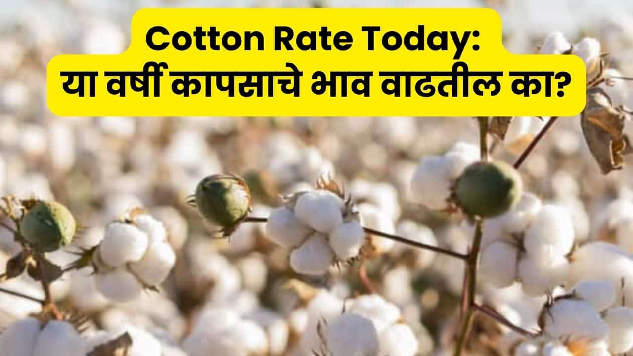 Cotton Rate Today