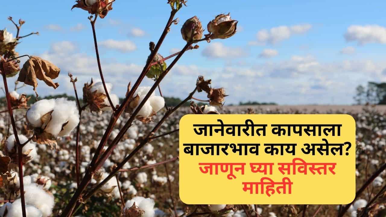 Cotton Market Price In January
